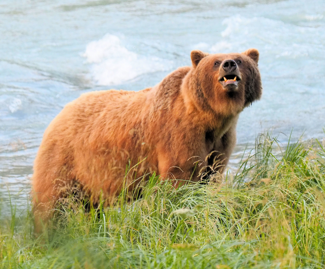 Mama Brown Bear, Chilkoot River, AK Although she had three cubs close by in 2018, I don't think Speedy was exhibiting aggression. Almost a flehmen display except that only males are supposed to do this. Brown Bear,Ursus arctos