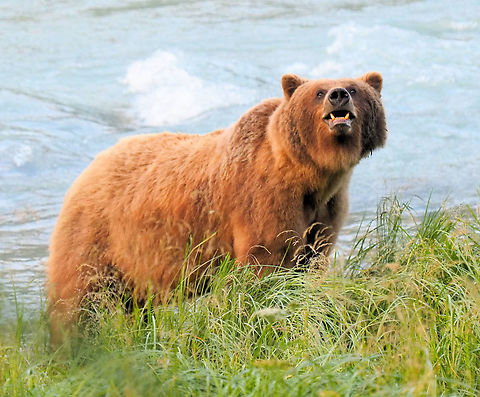 Mama Brown Bear, Chilkoot River, AK Although she had three cubs close by in 2018, I don't think Speedy was exhibiting aggression. Almost a flehmen display except that only males are supposed to do this. Brown Bear,Ursus arctos