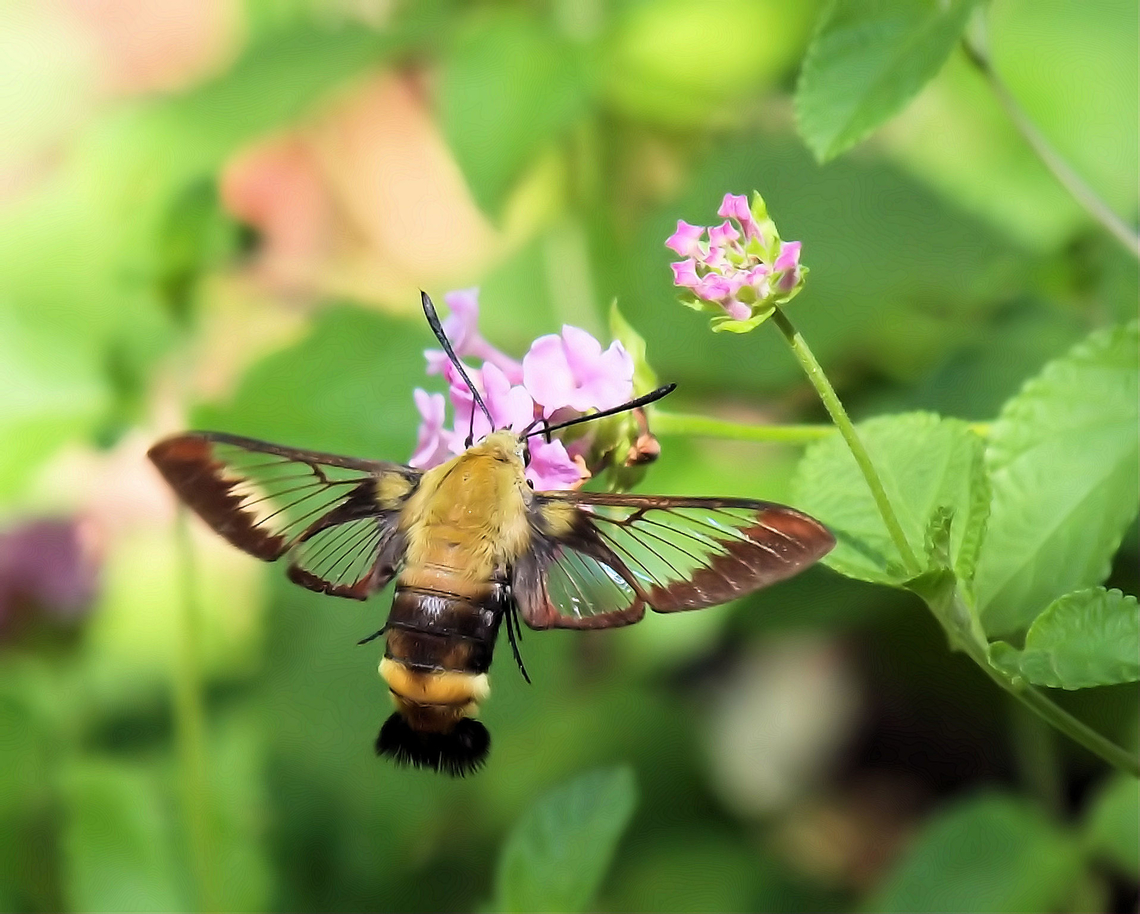 Snowberry clearwing A moth from family Sphingidae Common snowberry,Hemaris diffinis,Snowberry Clearwing,Symphoricarpos albus