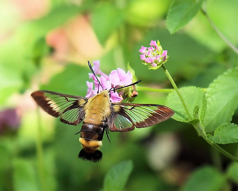 Snowberry clearwing A moth from family Sphingidae Common snowberry,Hemaris diffinis,Snowberry Clearwing,Symphoricarpos albus