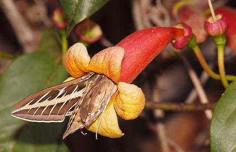 Deep Diver into Trumpet Vine Campsis radicans draws close attention of white-lined sphinx moth. Campsis radicans,Trumpet vine
