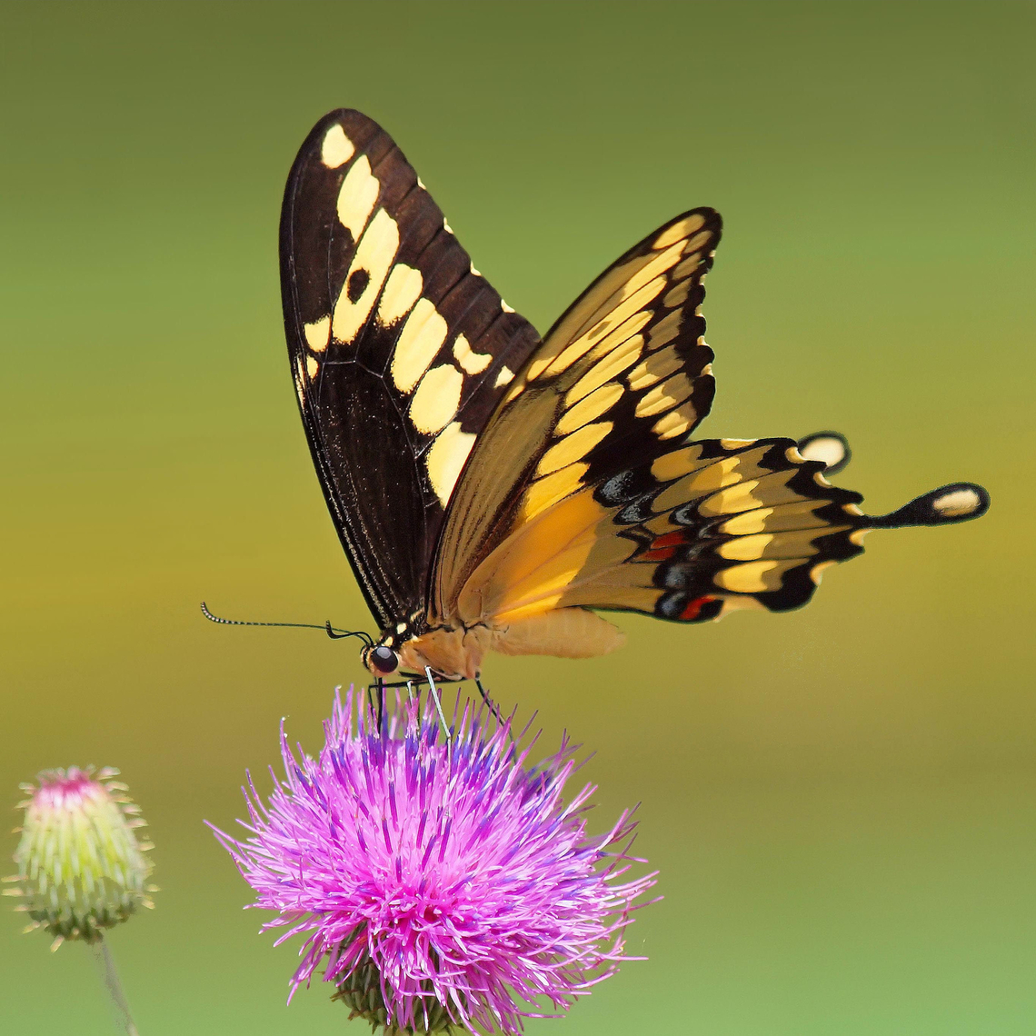 Eastern Giant Swallowtail cresphontes on thistle in bar ditch of our front yard. Giant swallowtail,Papilio cresphontes,swallowtail butterflies