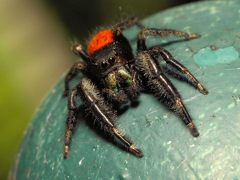 Mr. Johnsoni Phidippus johnsoni that is,  a jumping spider Phidippus johnsoni,Red-backed jumping spider