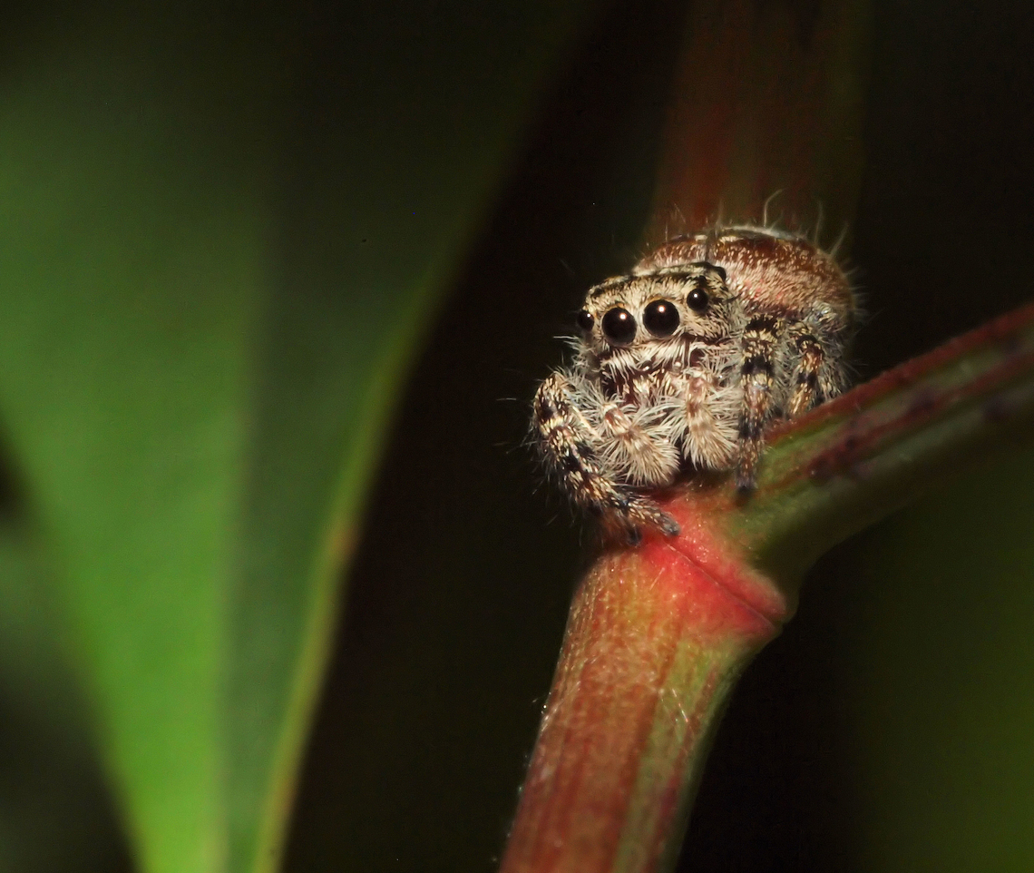 possible P. mystaceus juvenile small jumping spider on nandina bush jumping spiders