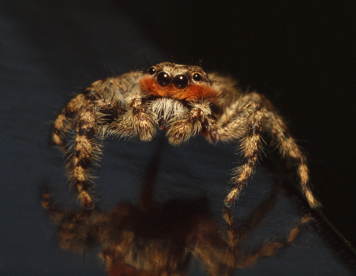 Platycryptus undatus A jumping spider that will flatten out and lay low. Platycryptus undatus,Tan Jumping Spider