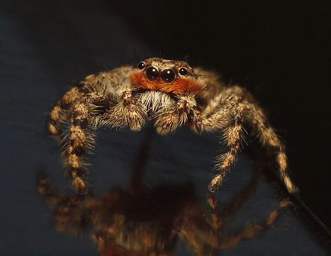 Platycryptus undatus A jumping spider that will flatten out and lay low. Platycryptus undatus,Tan Jumping Spider