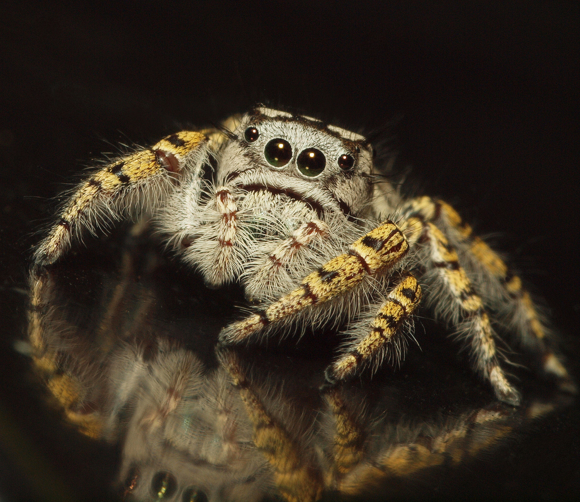 female Jumper P. mystaceus jumping spider Phidippus mystaceus