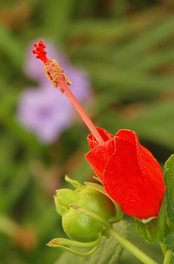Turk's Cap(Malvaviscus arboreus) a favorite for attracting hummingbirds Malvaviscus arboreus,Turk's Cap