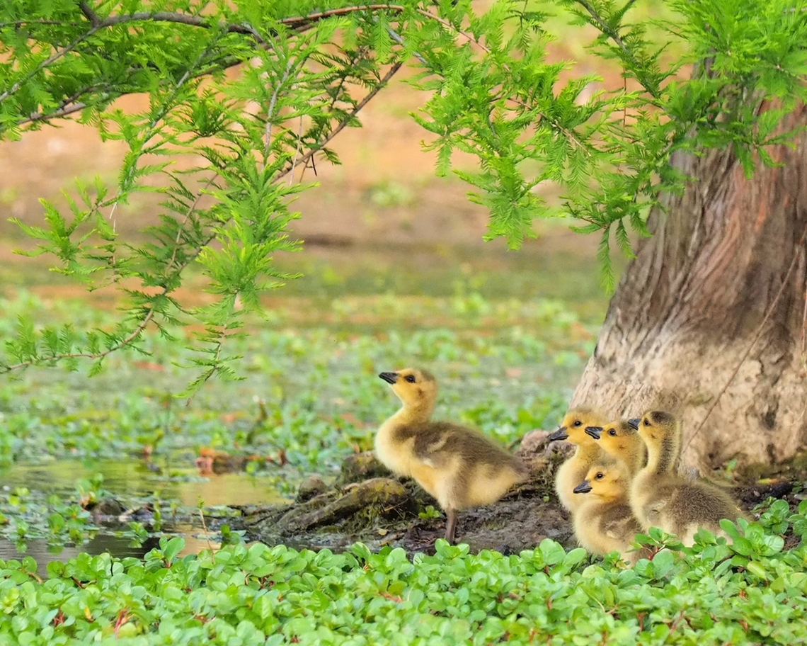 Five Goslings Canada Geese babies Branta canadensis,Canada goose