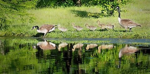 Good Parents Canada Geese Parents protect goslings. Branta canadensis,Canada goose