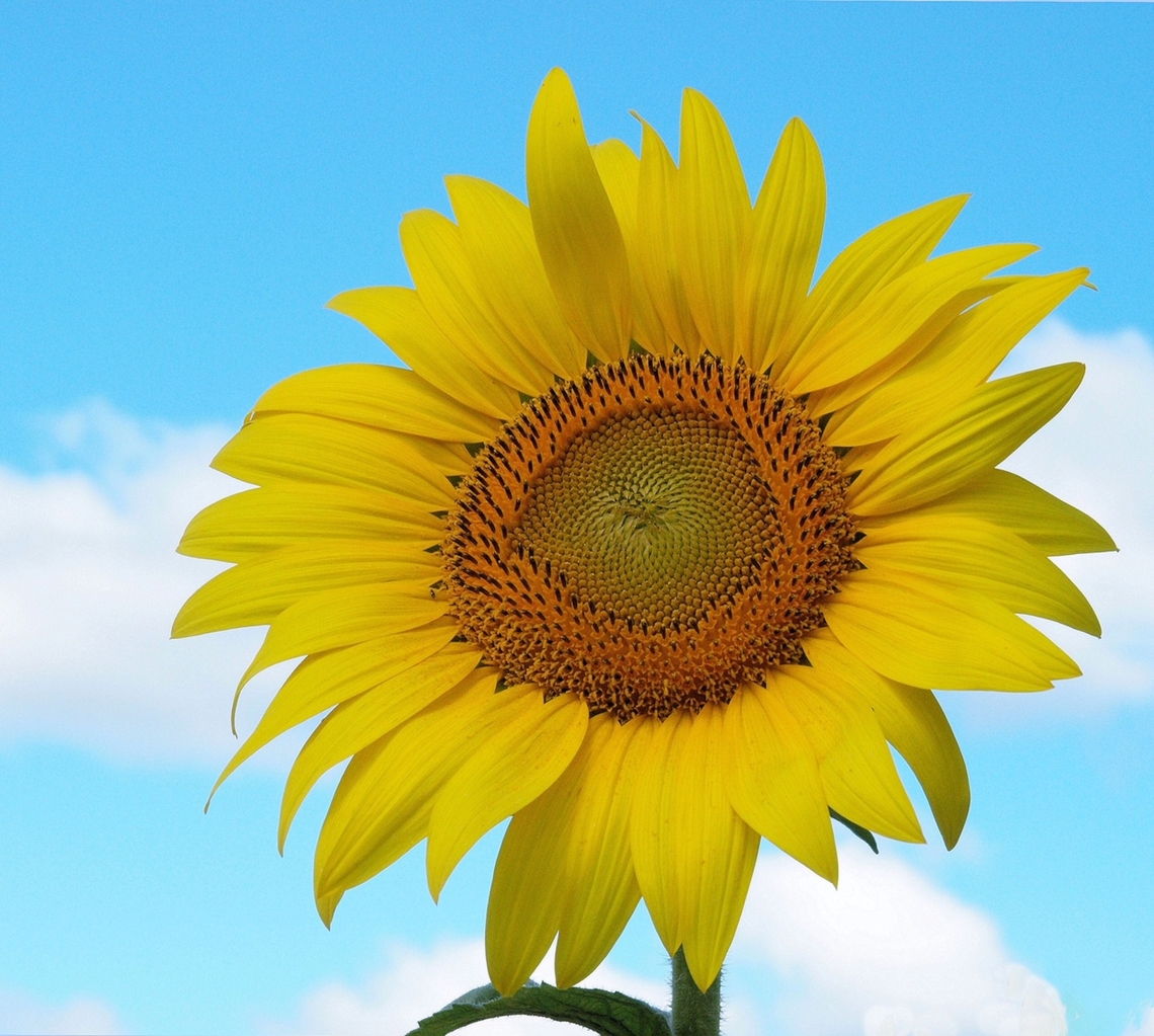Singularly Beautiful, Common Sunflower Eastern Missouri Common Sunflower,Helianthus annuus