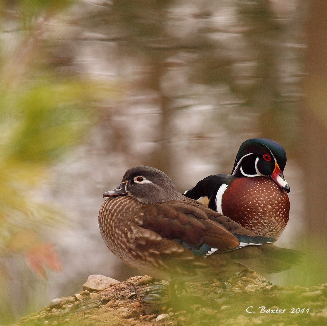 Wood Duck Pair.  Aix sponsa Observed and photographed at Fort Worth Botanical Gardens Aix sponsa,Wood duck