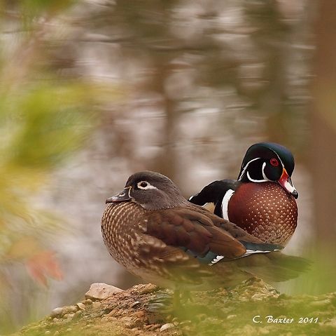 Wood Duck Pair.  Aix sponsa Observed and photographed at Fort Worth Botanical Gardens Aix sponsa,Wood duck
