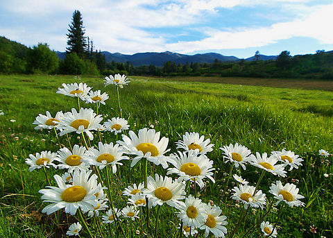 Daisys perhaps Ox-eye Daisy seen here at 8,000 feet elevation in Colorado Ox-eye daisy