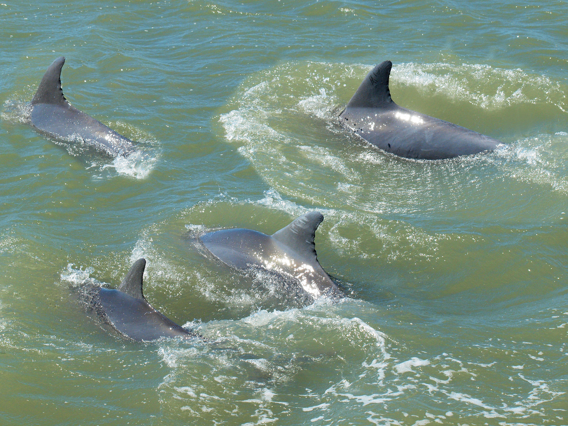 Porpoises Off South Texas coast near Aransas NWR.  Not sure of species, will not guess Dalls porpoise