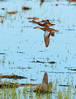 Teal With blue wings seen at Port Aransas, TX Blue-winged teal,Spatula discors