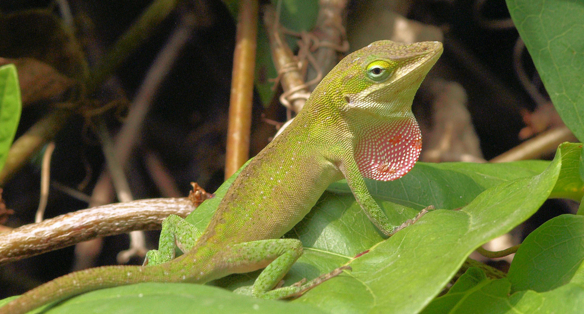 Dewlap Display Green Anole(male) showing off to attract the girls. Anolis carolinensis,Carolina anole