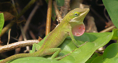 Dewlap Display Green Anole(male) showing off to attract the girls. Anolis carolinensis,Carolina anole