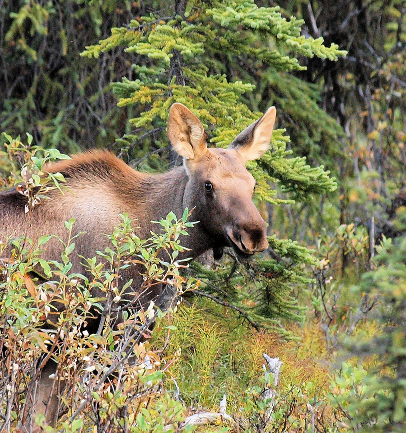 Moose cutie Young moose in Denali NP. Alces alces,Moose