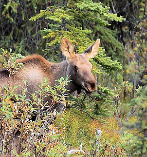 Moose cutie Young moose in Denali NP. Alces alces,Moose
