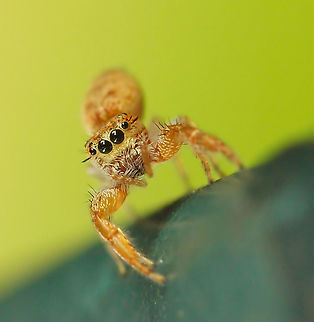 I see YOU Jumping spider I think to be hentzia palmarum Hentz Jumper,Hentzia palmarum