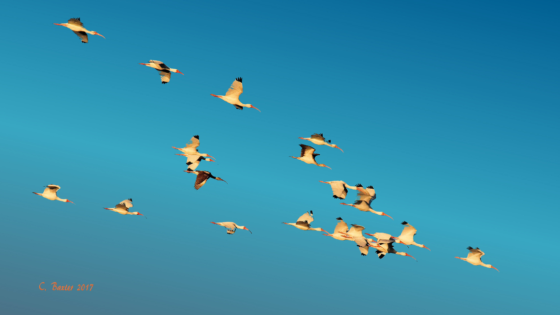 Ibis Formation Rockport, Tx. Exact species not sure. Opinions welcome American White Ibis,Eudocimus albus,Ibis; Texas Gulf Coast