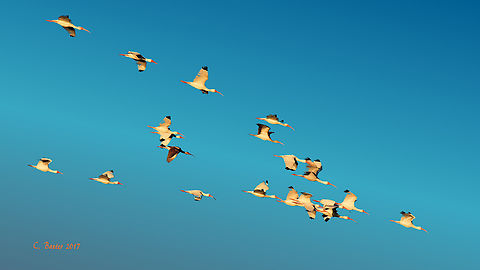 Ibis Formation Rockport, Tx. Exact species not sure. Opinions welcome American White Ibis,Eudocimus albus,Ibis; Texas Gulf Coast