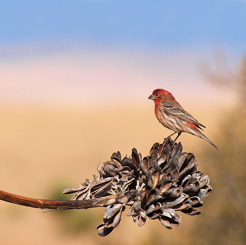 A House Finch Near town of Fort Davis in west TX. 4500 ft elevation Carpodacus mexicanus,House Finch