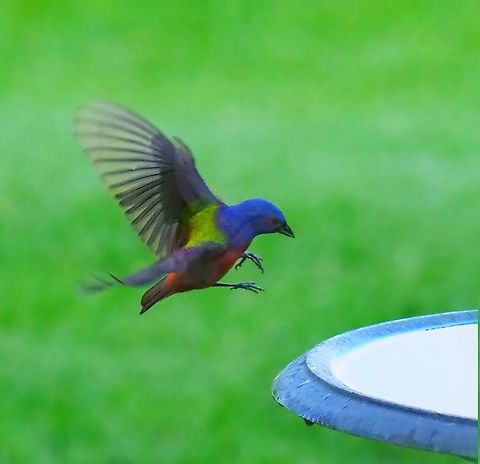 BIF.  (Bunting in flight) Male in N. Texas. (Summer) Painted Bunting,Passerina ciris
