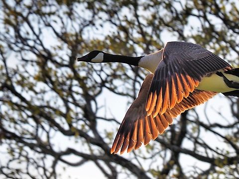 Backlit Canada Goose in flight N. Central Texas Branta canadensis,Canada goose
