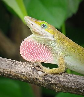 Detail de Dewlap Male Green Anole with dewlap display.  North Texas Anolis carolinensis,Carolina anole