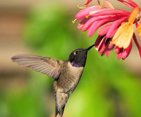 Black Chinned hummer Male can display purple-blue gorget if light is right. Archilochus alexandri,Black chinned hummingbird