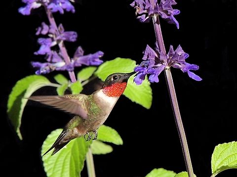 Ruby throat male hummer. Blue-purple salvia is a good flower for attracting these birds. Archilochus colubris,Ruby-throated hummingbird
