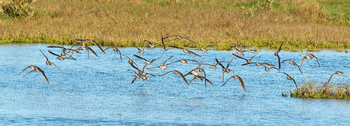 Yellow Legs (greater or lesser) Aransas Pass, Tx Cannot determine if shorebirds are the Greater or Lesser of the yellow leg species. Greater Yellow Legs;  Lesser Yellow Legs