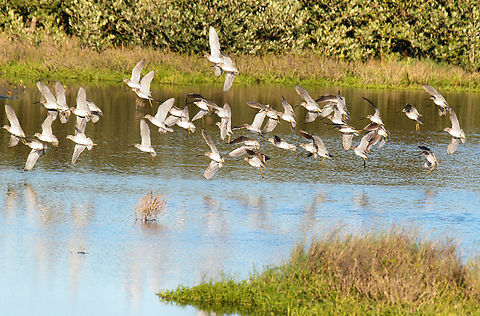Port Aransas shorebirds. Either Greater or Lesser Yellow Legs? Texas Gulf Coast shorebirds of Gulf Coast