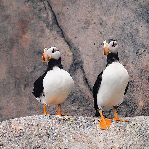 Two Horned Puffins for sure Photographed at Alaska Sea Life Center in Seward, AK Atlantic Puffin,Fratercula arctica,Fratercula corniculata,Horned puffin,Puffin