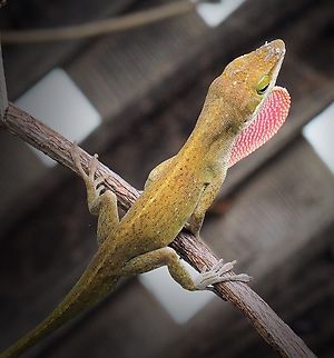 Show Off! Anole lizard balancing act with dewlap display. Anolis carolinensis,Carolina anole