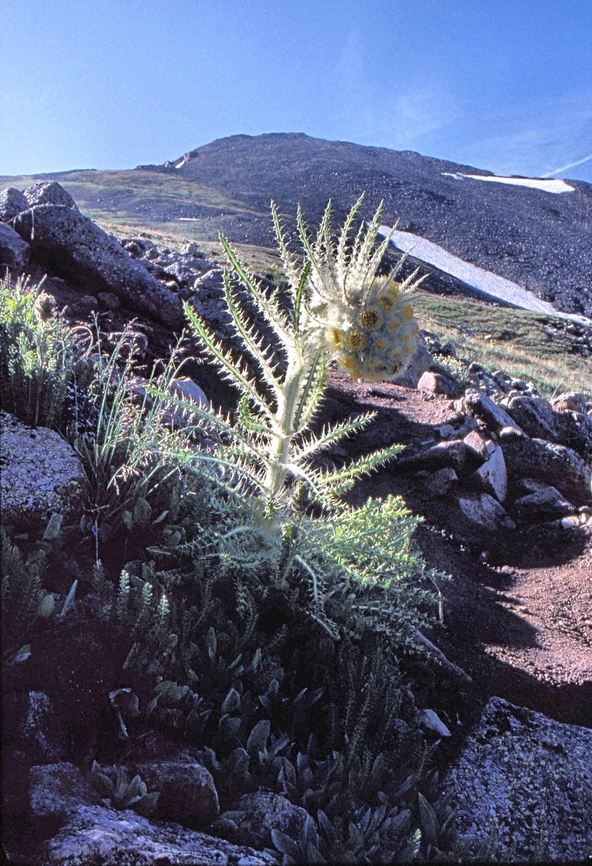 Cirsium Funkiae. (New species) Funky Thistle In Colorado, approaching 14er Huron Peak. Cirsium funkiae,Funky thistle,Mountain flora