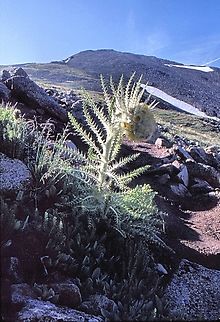 Cirsium Funkiae. (New species) Funky Thistle In Colorado, approaching 14er Huron Peak. Cirsium funkiae,Funky thistle,Mountain flora