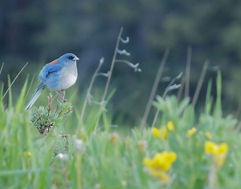 Colorado at 9,000 ft. Not a grosbeak. Gray-blue in color.  I think red-backed Junco is most likely the species Colorado mountain birds,Dark-eyed junco,Junco,Junco hyemalis,Junco hyemalis dorsalis