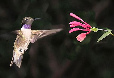 Purple Gorget Black Chinned hummingbird displaying colorful neck color while hovering before honeysuckle coral. Archilochus alexandri,Black chinned hummingbird