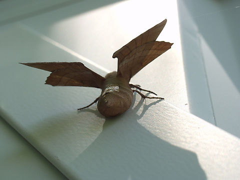 Walnut sphinx, Amorpha juglandis large hawk moth Amorpha juglandis,Walnut sphinx,large moths