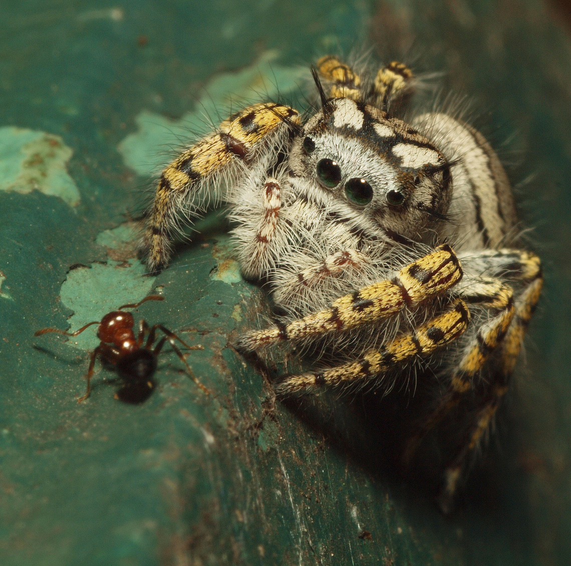 Dinner or not? female phidippus mystaceus jumping spider and ant. Phidippus mystaceus; jumping spiders
