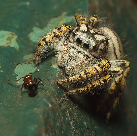 Dinner or not? female phidippus mystaceus jumping spider and ant. Phidippus mystaceus; jumping spiders