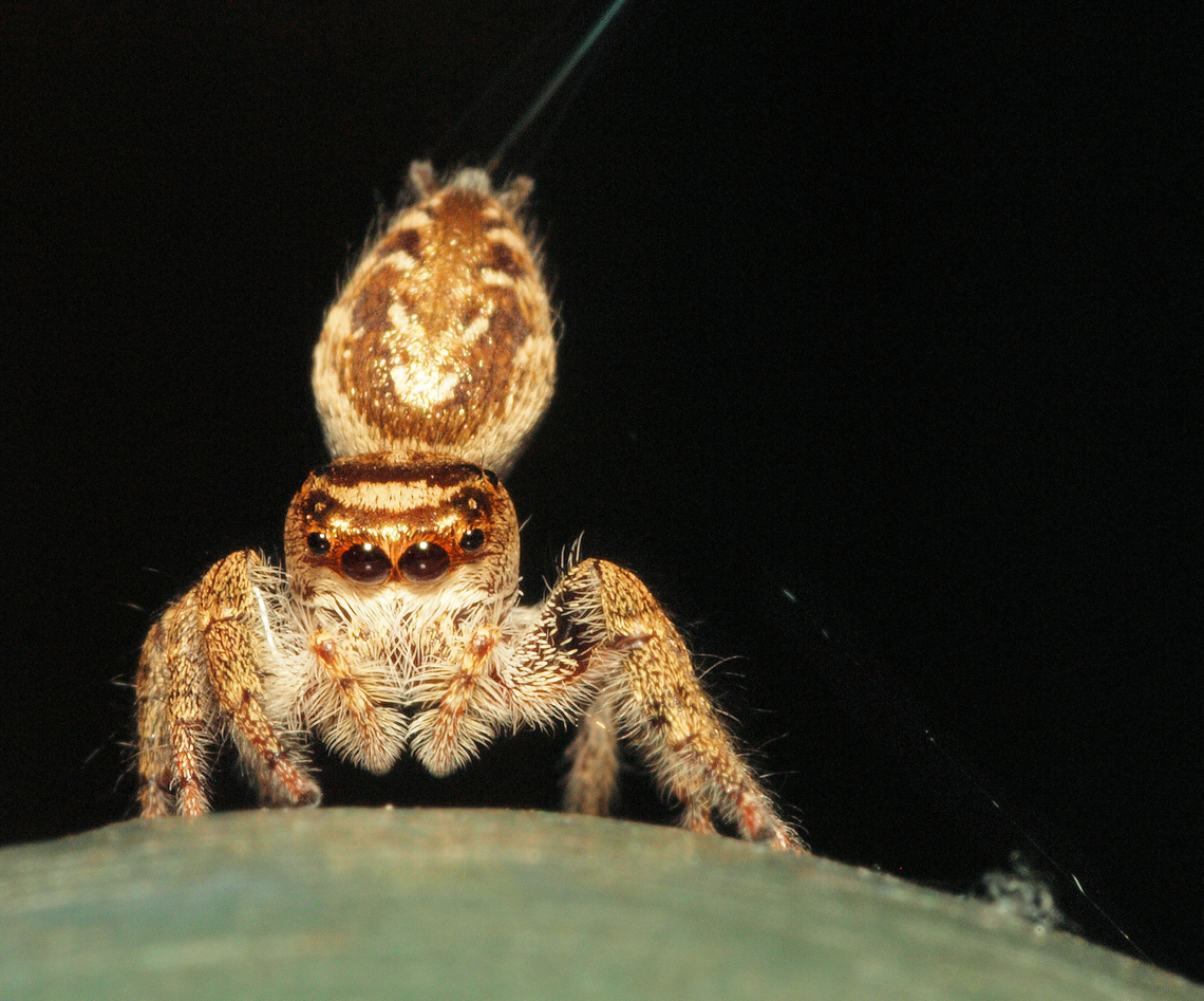 safety line Jumping spider creates safety line before jumping. jumping spider