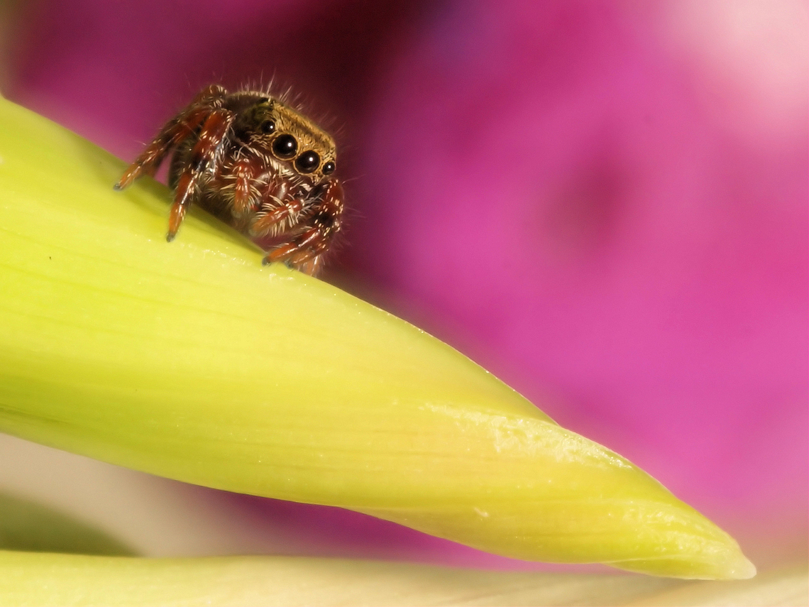 Juvenile Jumper Species unknown maybe Eris  Militaris. Eris militaris