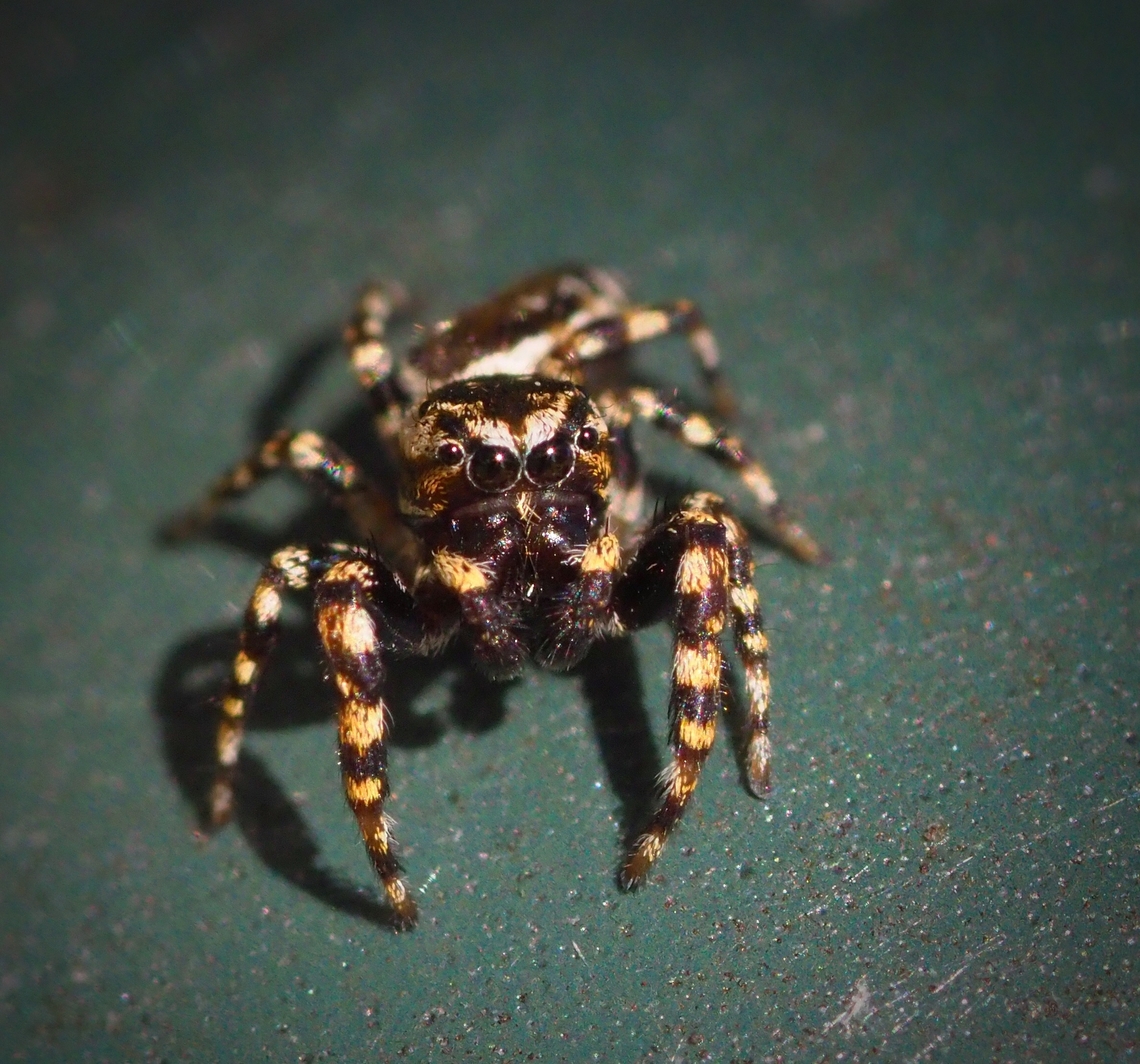 Peppered Jumper Pelegr&iacute;na  galathea Pelegrina galathea,peppered jumper