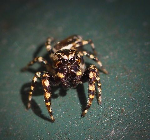 Peppered Jumper Pelegrína  galathea Pelegrina galathea,peppered jumper