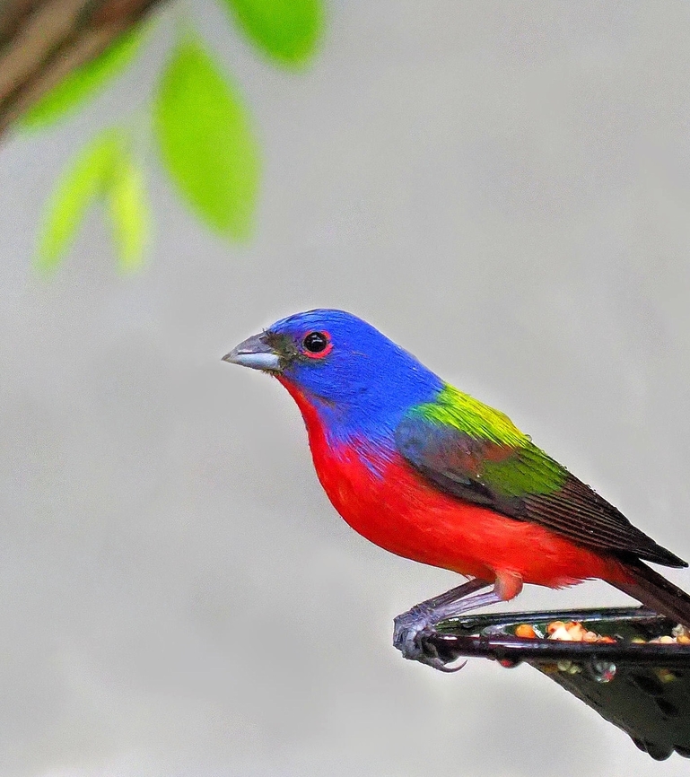 Painted Bunting Male I only see them about once a year.  The female is drab green.  Male wins again. Painted Bunting,Passerina ciris