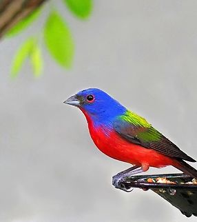 Painted Bunting Male I only see them about once a year.  The female is drab green.  Male wins again. Painted Bunting,Passerina ciris